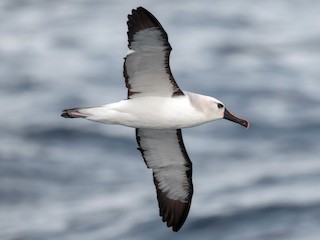 Albatros Picofino Atlántico