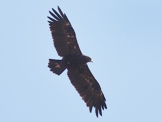 Águila Moteada