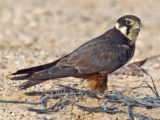 Alcotán Europeo